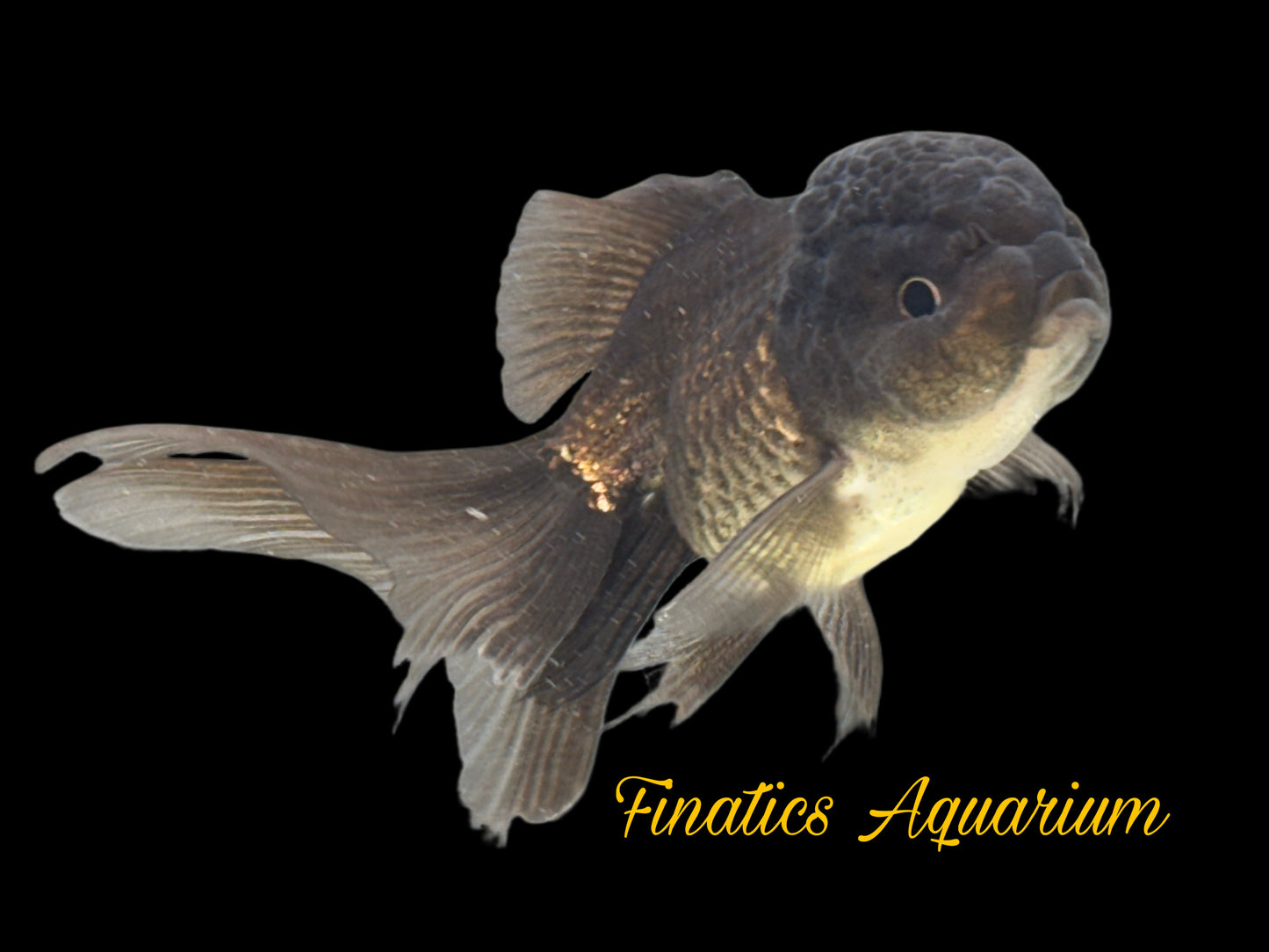 One Black Oranda Goldfish Approx 2-3”  WYSWYG  r2035