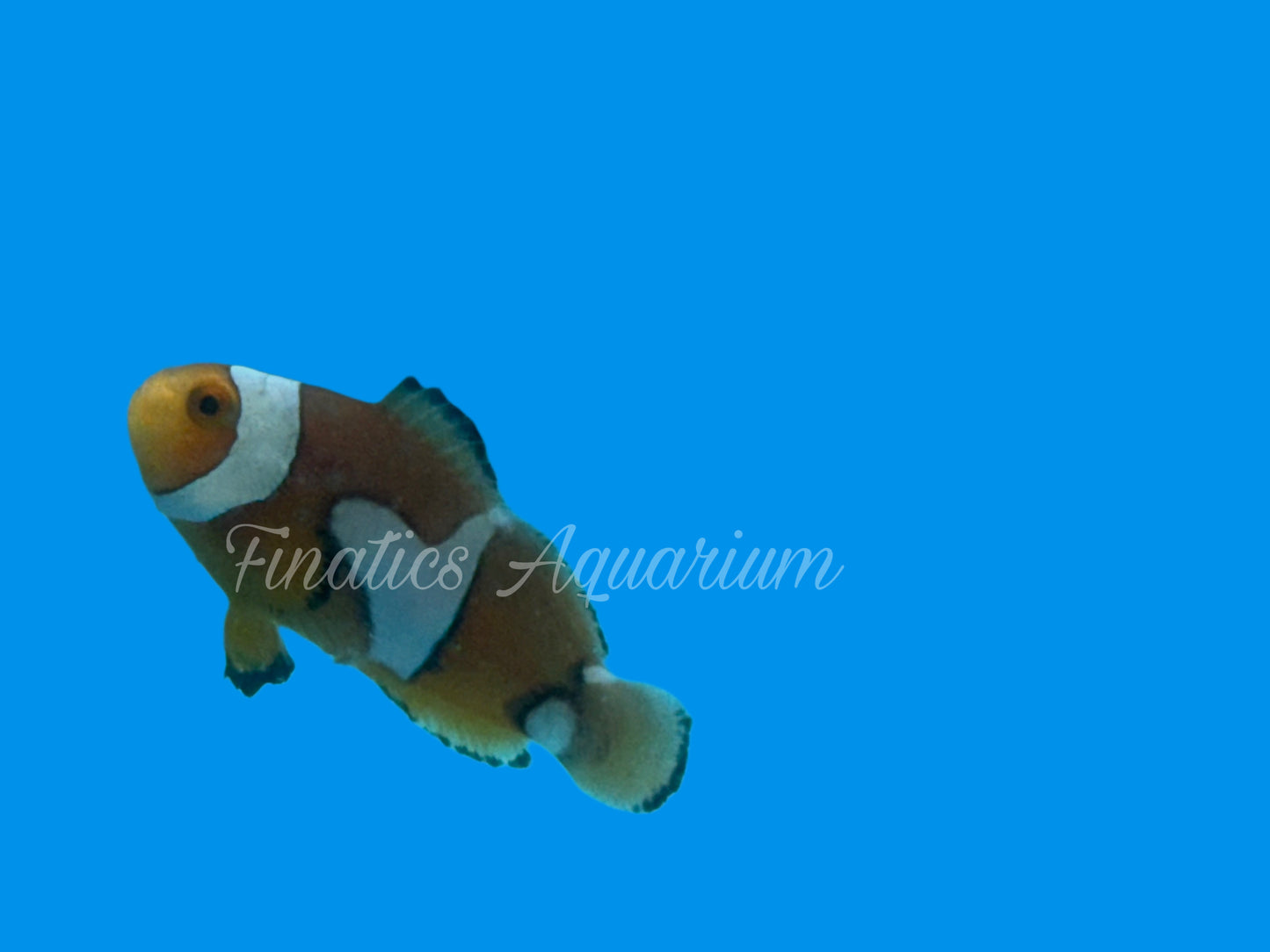 One Designer Clownfish WYSWYG #105 Saltwater Fish