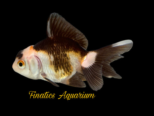 R2138 Oranda Goldfish WYSWYG  (Item #R2138) Approx 2”