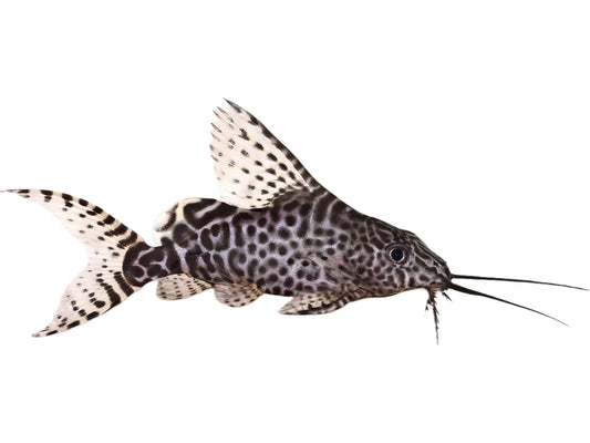 One Featherfin Synodontis Eupterus Catfish