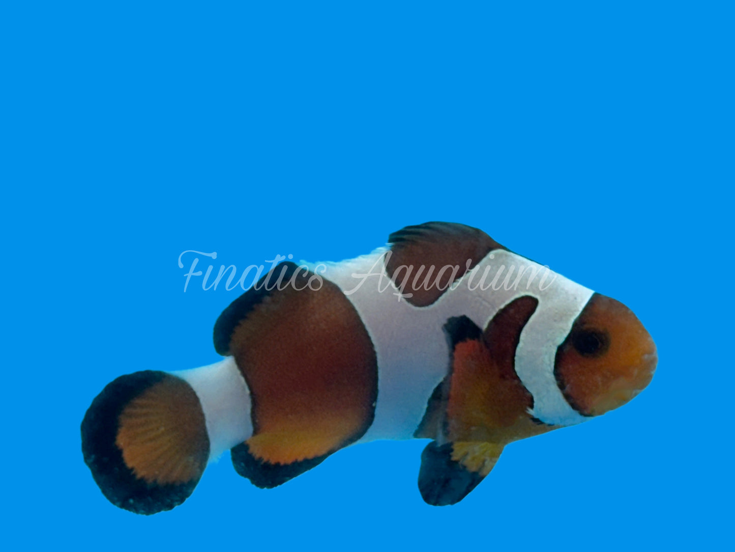 One Designer Clownfish WYSWYG #103 Saltwater Fish