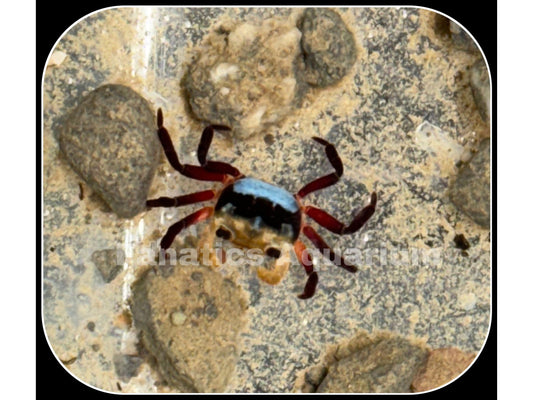 Tricolor Borneo Crab - Freshwater