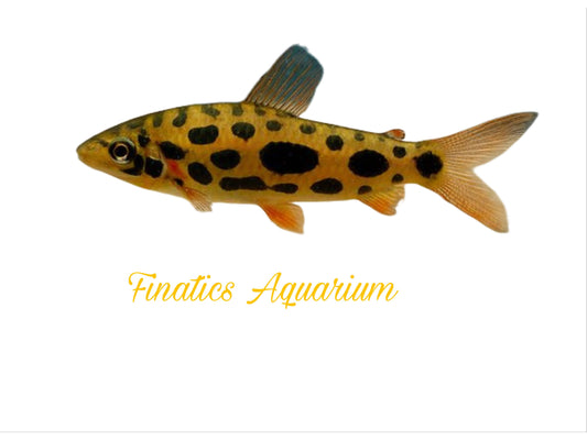 One Leporinus Nijsseni Red Spotted Approx 2.5”