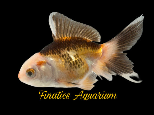 R2134 Oranda Goldfish WYSWYG  (Item #R2134) Approx 2”