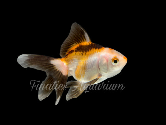 R2017 Oranda Goldfish WYSWYG  (Item #R2017)