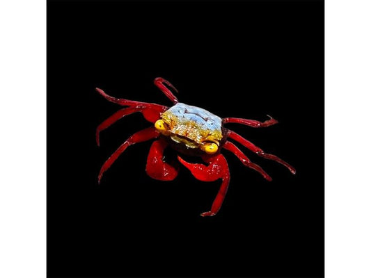 Rainbow Vampire Crab - Freshwater