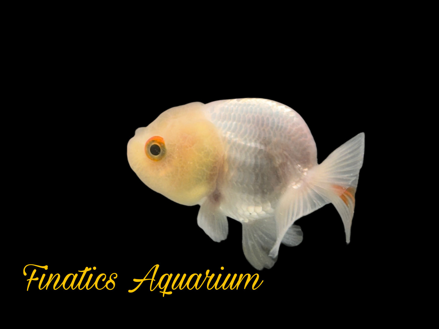 R2155 Thai Lionhead Ranchu Goldfish WYSWYG  (Item #R2155) Approx 2 - 3”