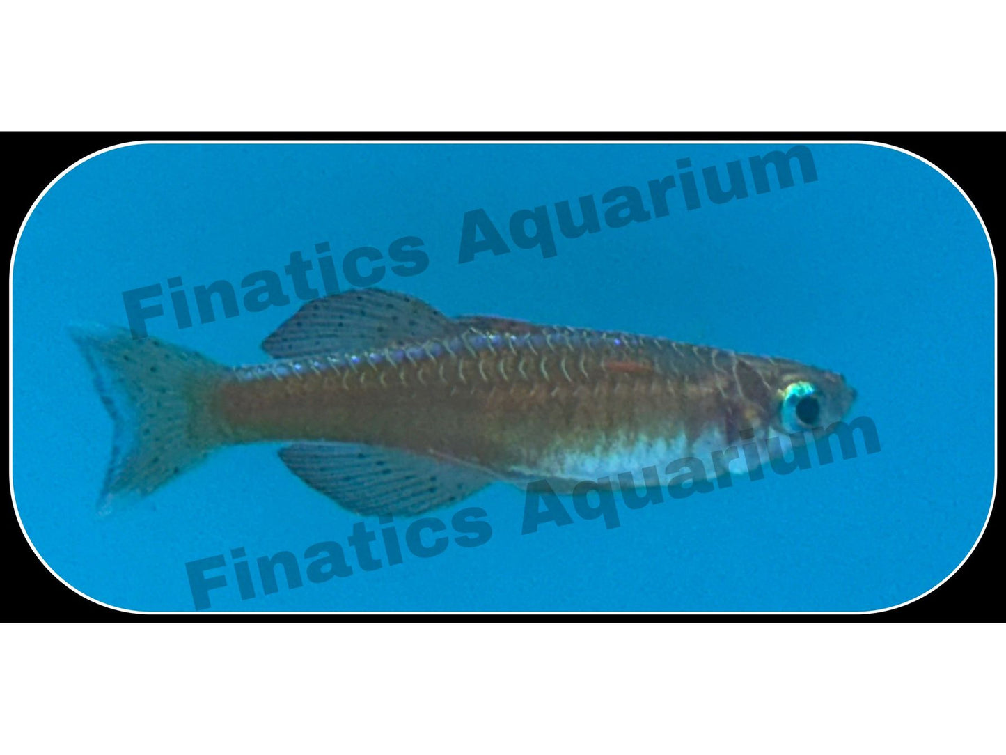 Pacific Blue-Eye Rainbow Fish (T25)