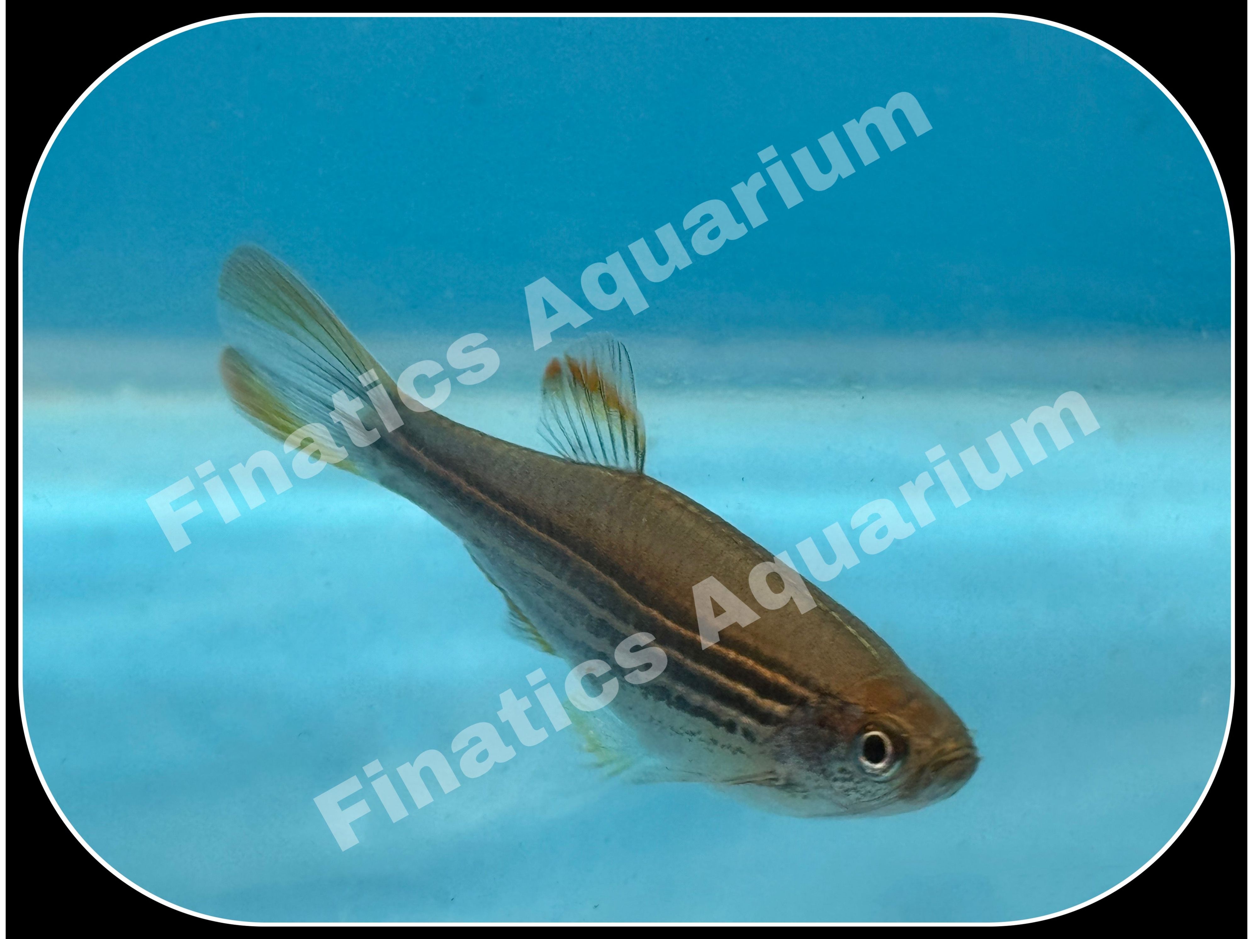 One Kyathit Spotted Danio (T34) Finatics Aquarium