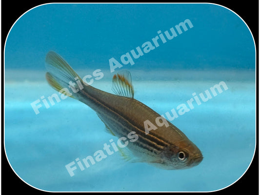 One Kyathit Spotted Danio (T34)