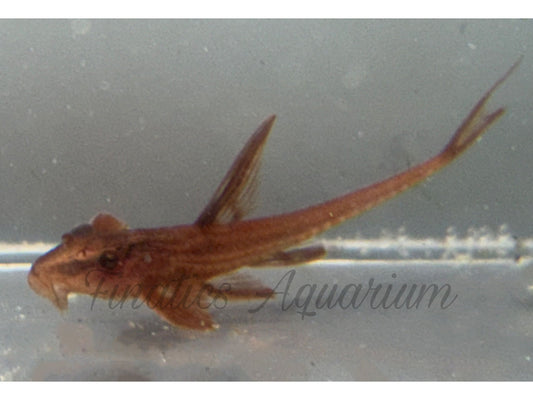 One Red Whiptail Catfish Approx 1.5-2"