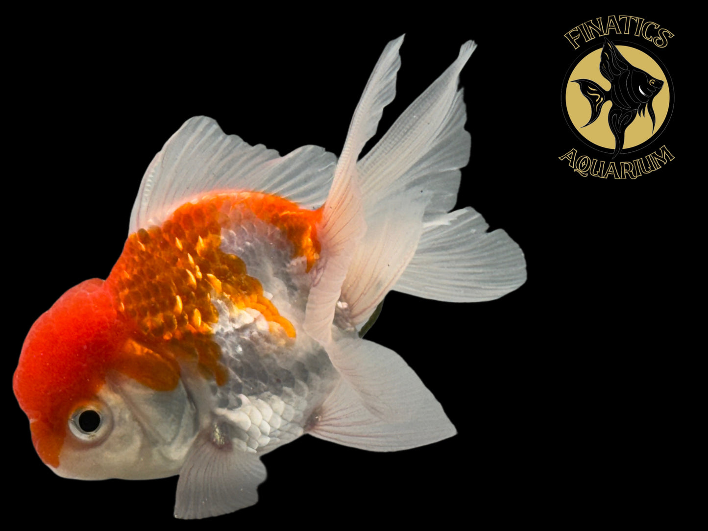 R2120 Thai Oranda Goldfish WYSWYG  (Item #R2120) Approx 2-3”