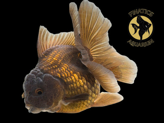 R2116 Thai Oranda Goldfish WYSWYG  (Item #R2116) Approx 4-5”