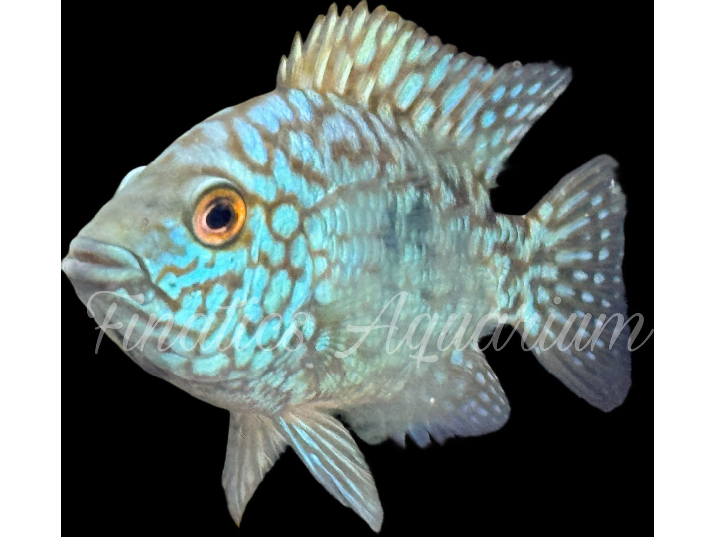 One Electric Blue Carpinte Texas cichlid