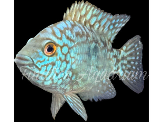 One Electric Blue Carpinte Texas cichlid