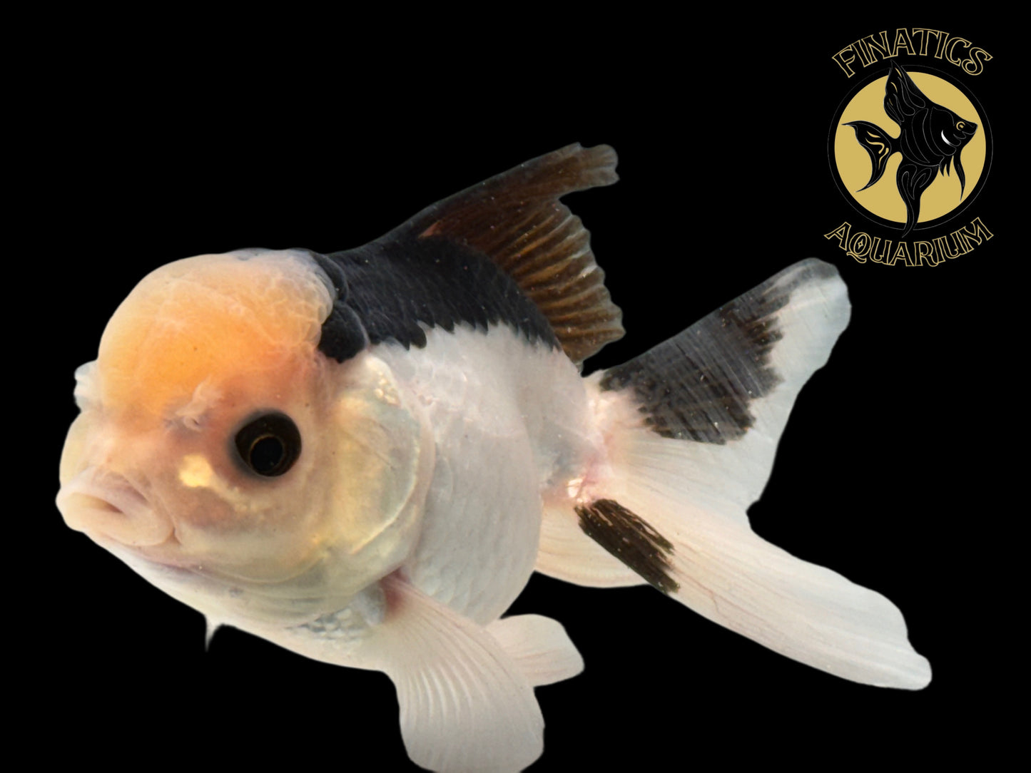 R2118 Thai Oranda Goldfish WYSWYG  (Item #R2118) Approx 2-3”