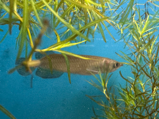 Australian Jardini Arowana Approx 4-6"
