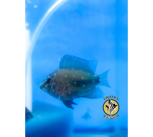 Uaru Cichlid Fish 2.5”. (T-9)
