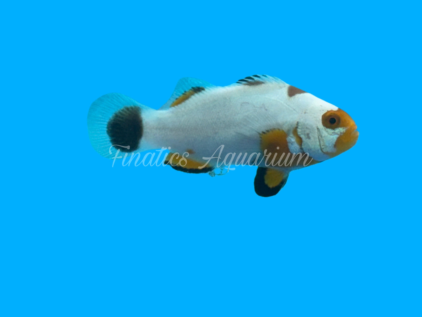 One Designer Clownfish WYSWYG #102 Saltwater Fish