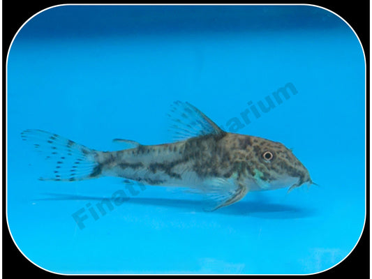 Barbatus Cory Fish T35