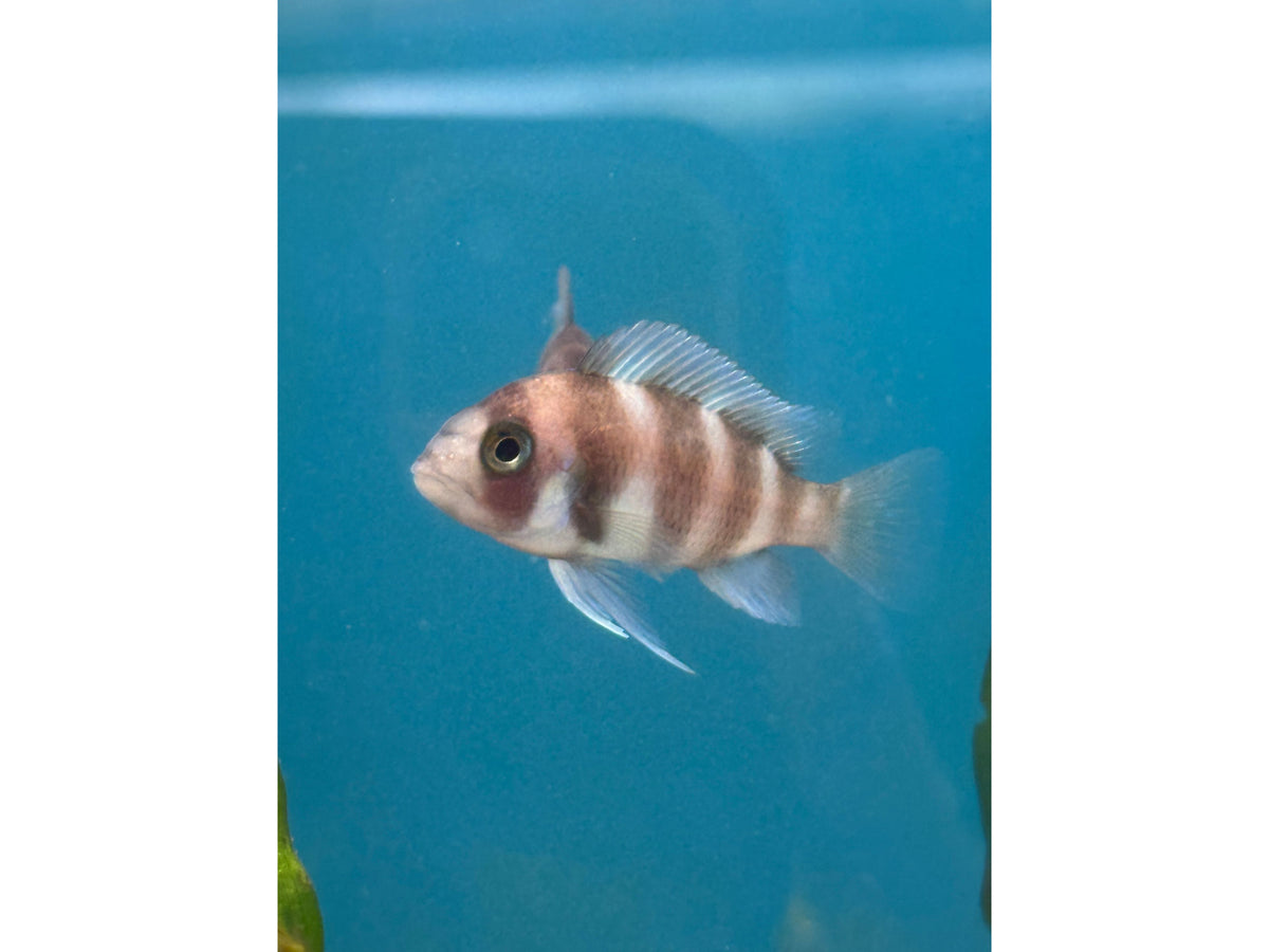 Red Frontosa Approx 2"