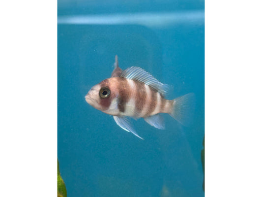 Red Frontosa Approx 2"