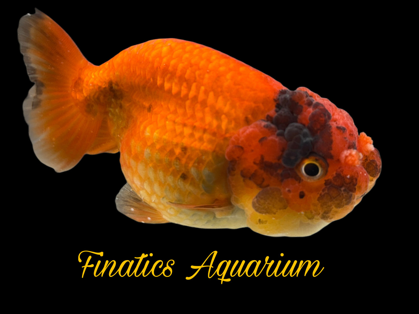 One Thai Lionchu Ranchu Goldfish Approx 4-5” WYSWYG R1002