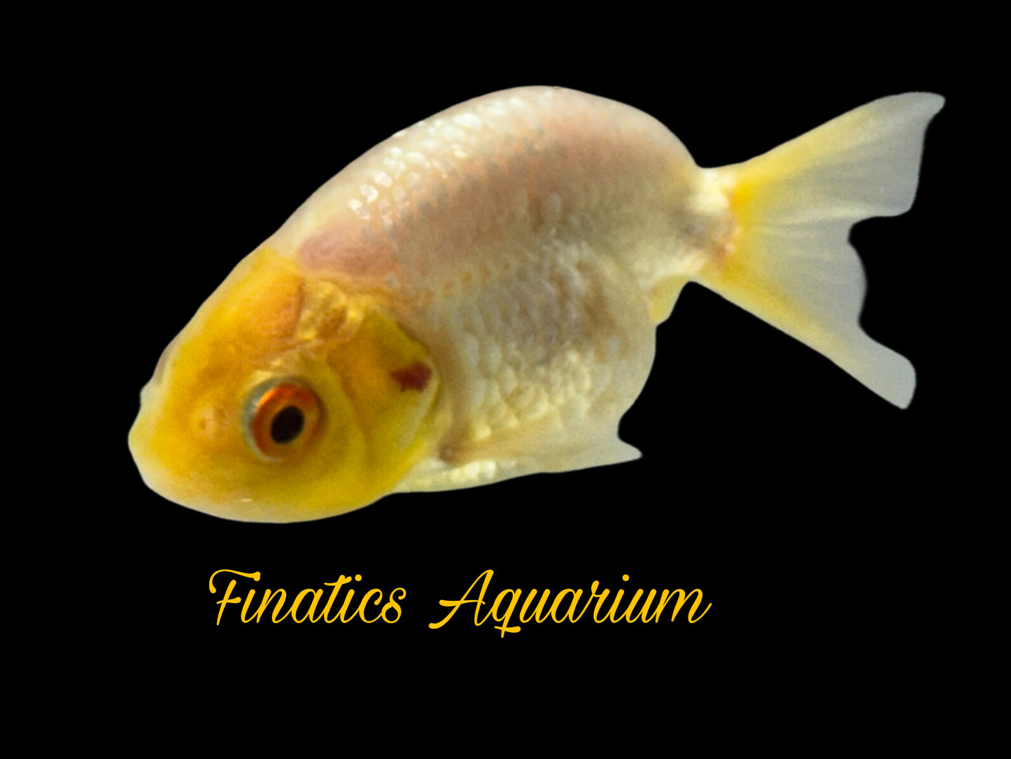 One Lion Head Ranchu Goldfish Approx 2”  WYSWYG  r2038