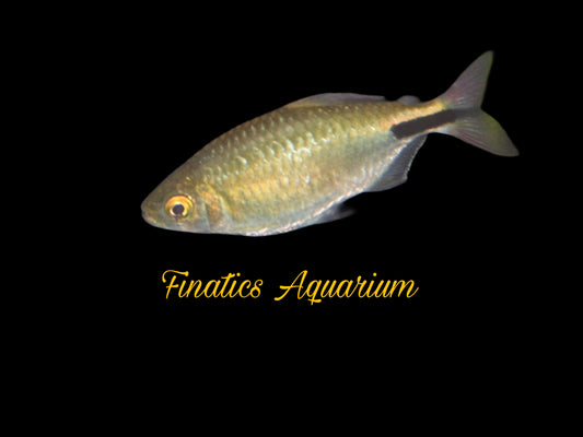 One Longfin Alestidae Tetra Approx 1” T31 copy