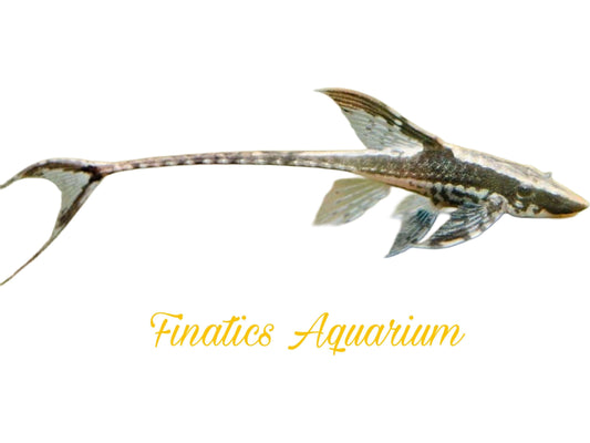 One Farlowella Royal Catfish Approx 1.5-2” T62