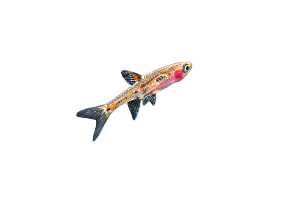 Phoenix Rasbora