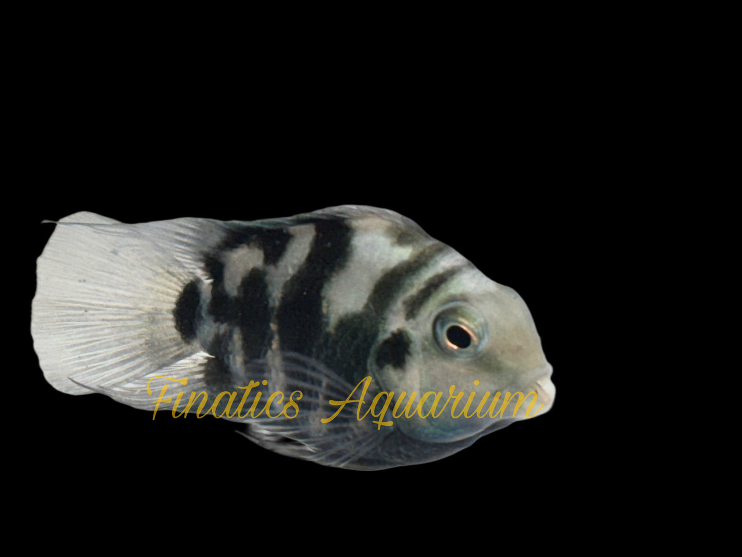 Parrot Fish Breeding Pair