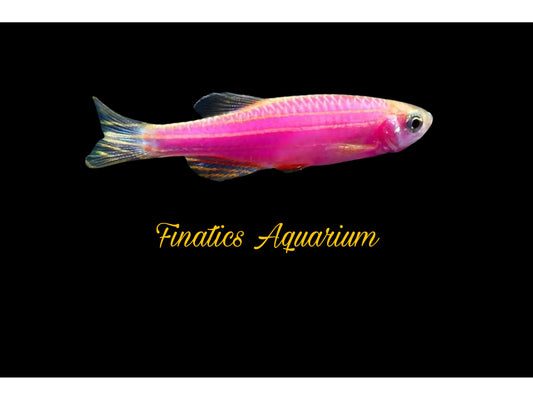 One Galactic Purple Glofish Danio Approx 1”