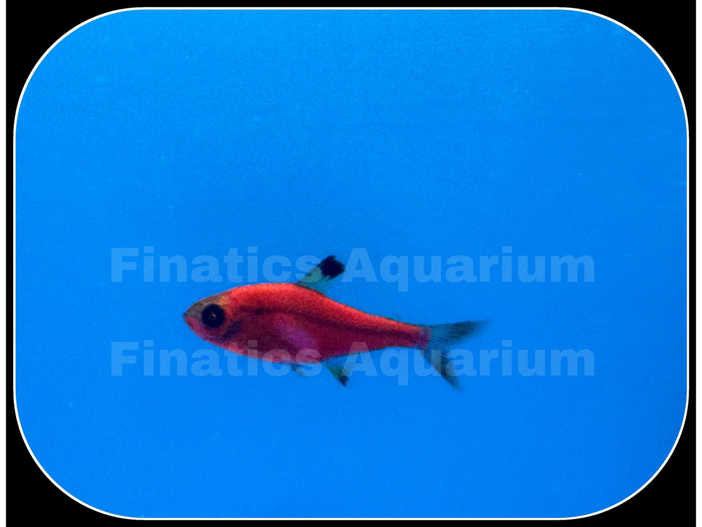 One Glofish Starfire Red Pristella Tetra