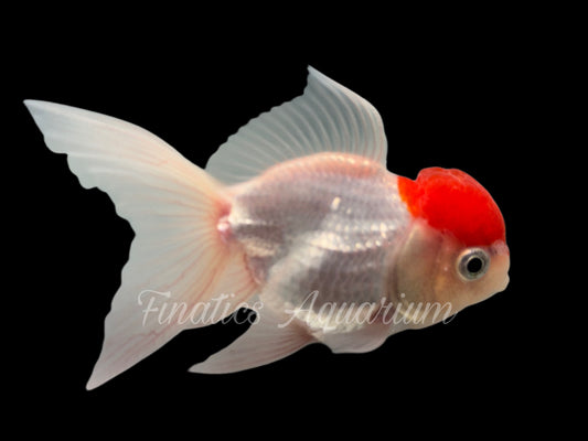 R1081 Thai Show Grade Oranda Goldfish WYSWYG  (Item #R1081)