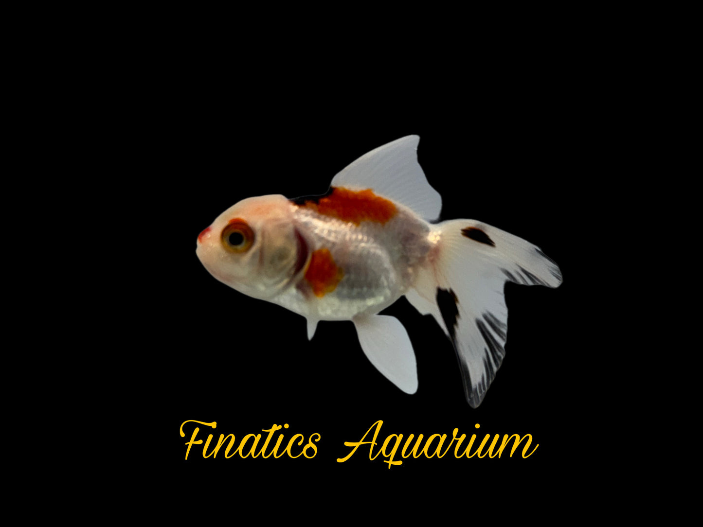 One Oranda Goldfish Approx 2-3”  WYSWYG  r1022