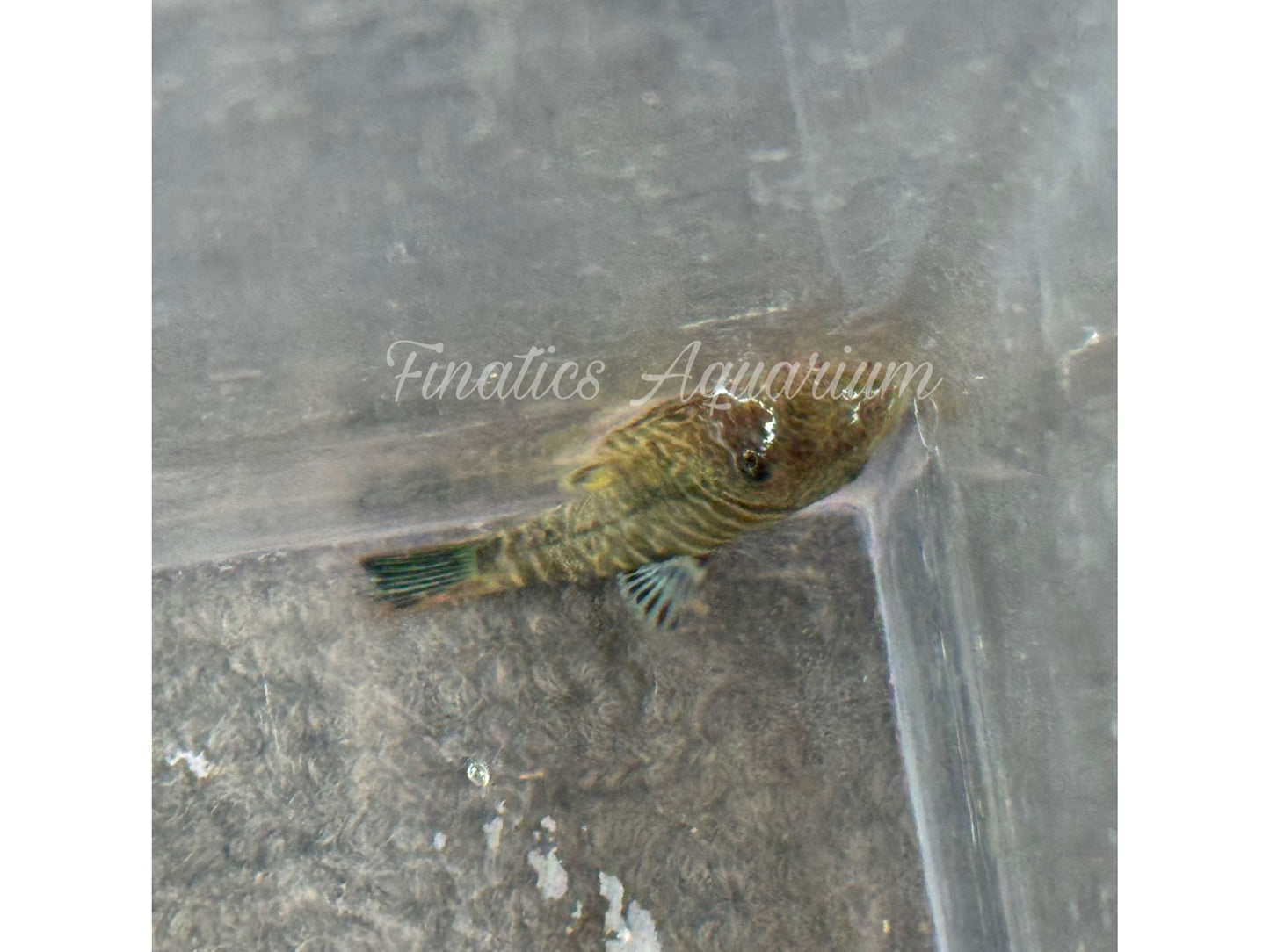 One Blue Zebra Hillstream Loach 1-2" Approx