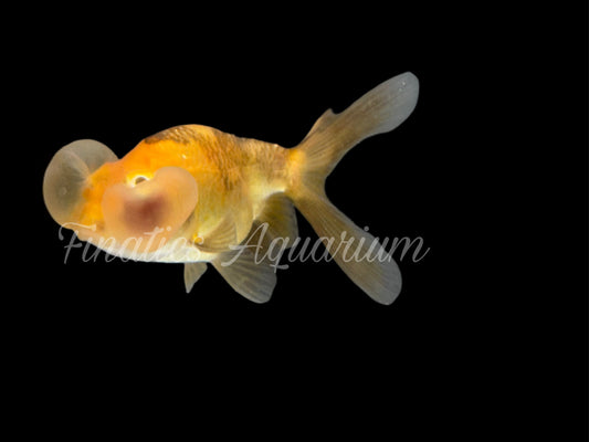 R2021 Bubble Eye Goldfish WYSWYG  (Item #R2021)