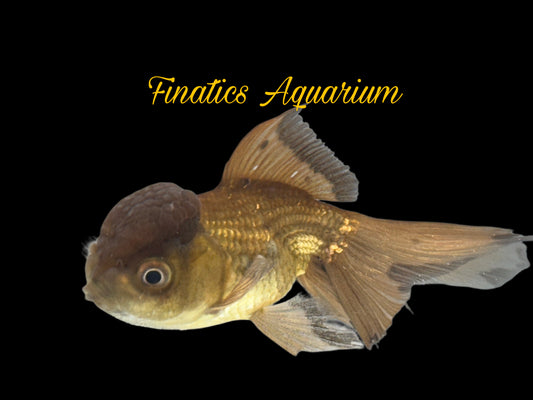 One Black Oranda Goldfish Approx 2-3”  WYSWYG  r2034