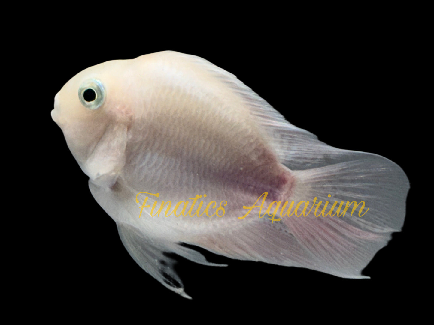 Parrot Fish Breeding Pair