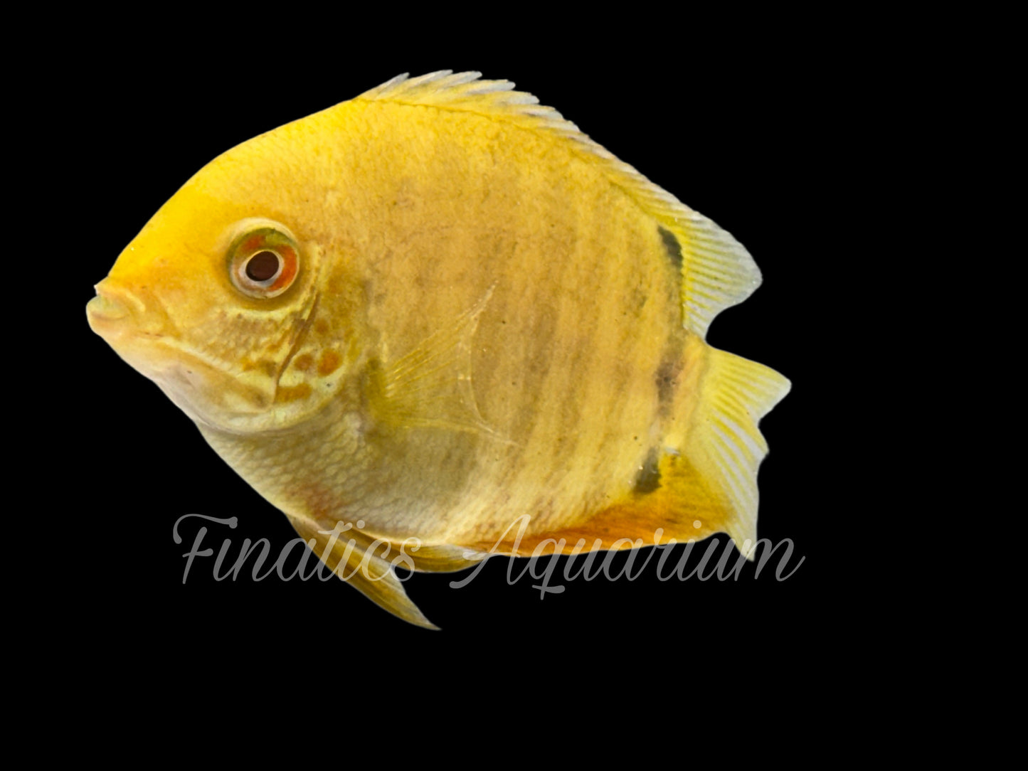 One Yellow Severum Cichlid