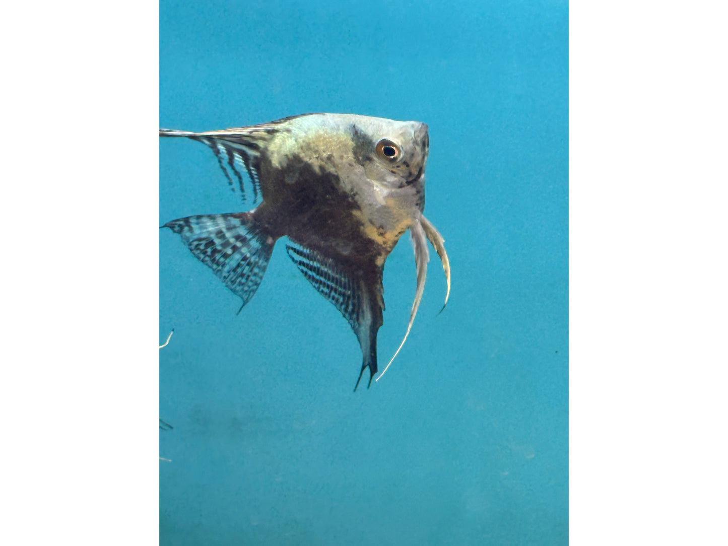 Avatar Blue Angelfish Approx 2-3”