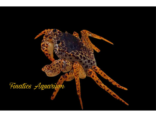 One Panther Crab Approx 1.5-2” (Parathelphusa pantherina) Fully Aquatic