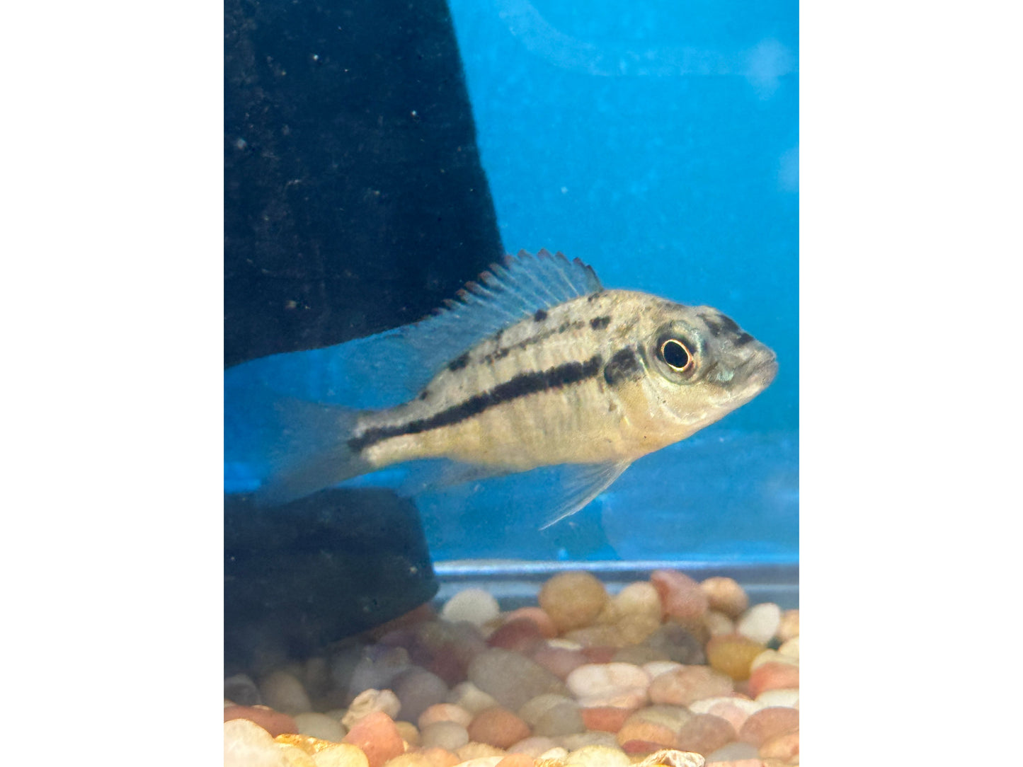 One Hap. Hinderi Red Empress Approx 2" T178