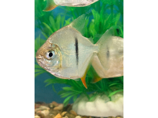 Myloplus Sauron - Pacu