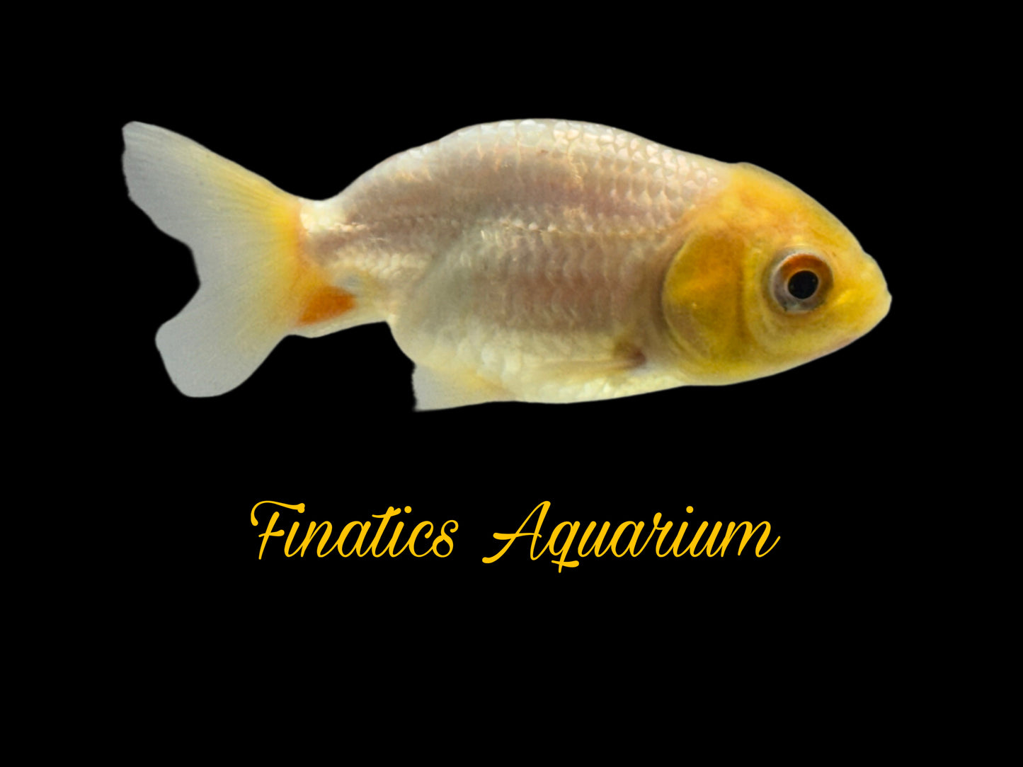 One Lion Head Ranchu Goldfish Approx 2”  WYSWYG  r2036