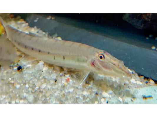 One Horseface Loach  (T96)