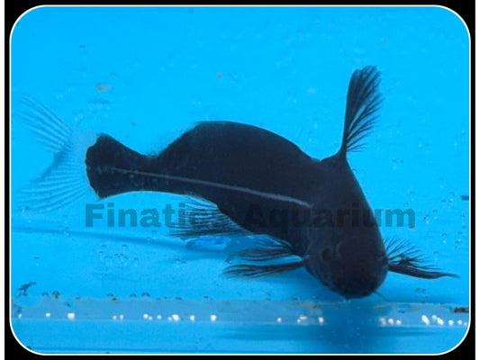 One Black Lancer Catfish