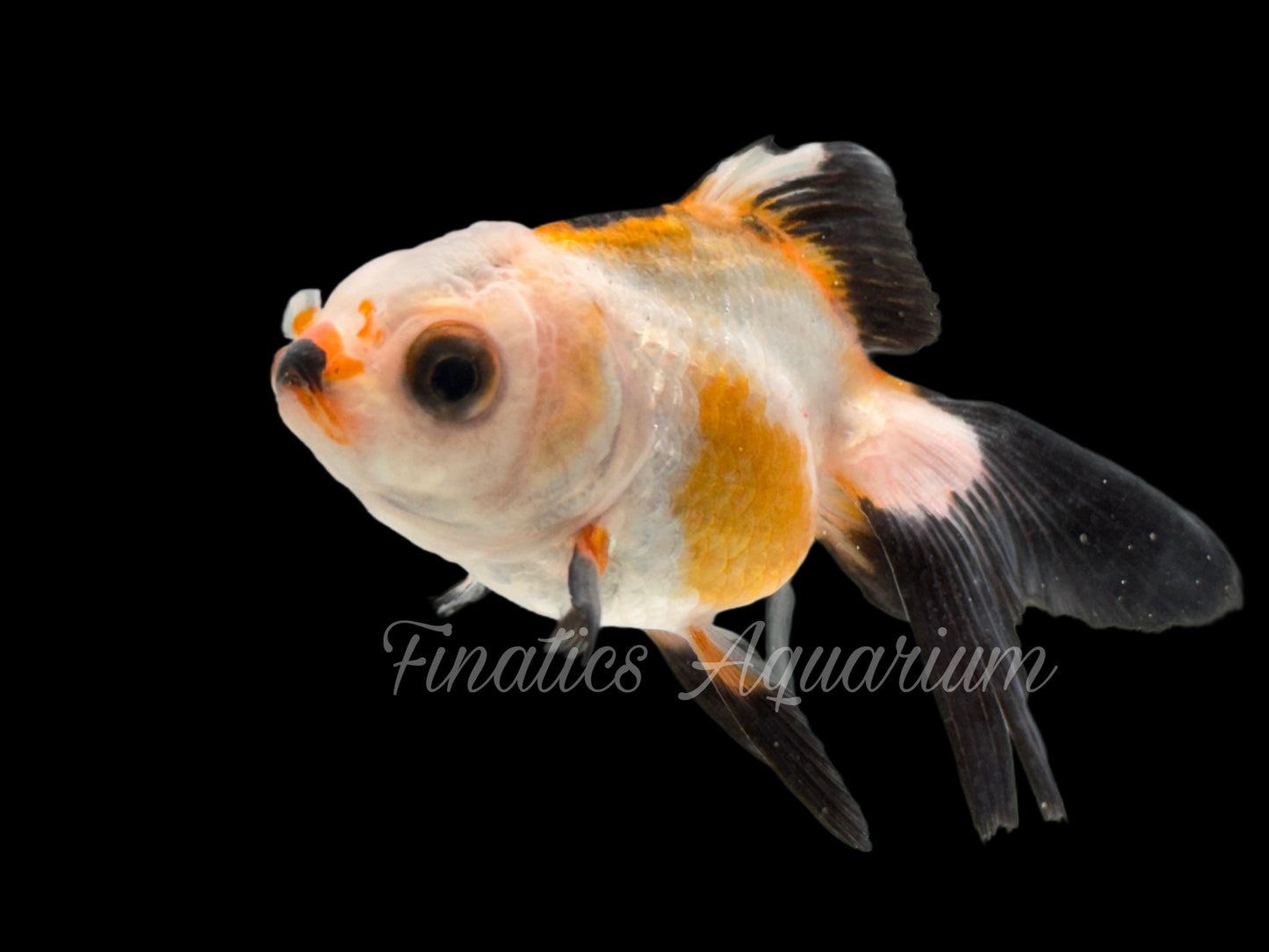 R2015 Oranda Goldfish WYSWYG  (Item #R2015)