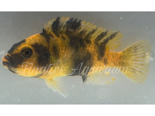 One Zebra Red Blotch Cichlid WYSWYG #1001